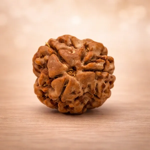 Original 3 Mukhi Rudraksha Super Quality - Certified Three Face Bead by Suyagya