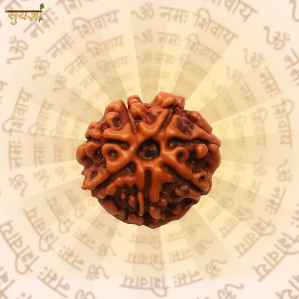 7 Mukhi Rudraksha Super — Original Nepal Bead for Financial Stability
